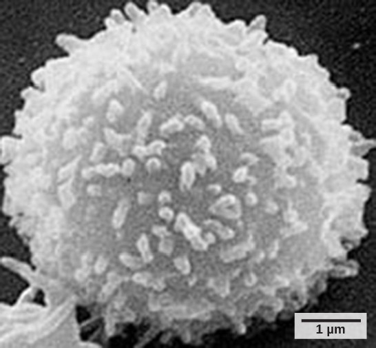 Scanning electron micrograph of a T lymphocyte.