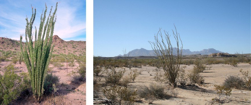 Picture of the ocotillo after rainfall with leaves and during the dry season without leaves.