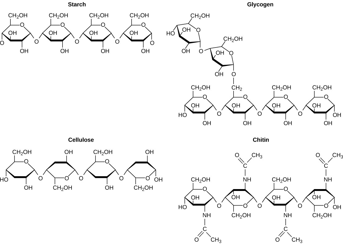 Chemical structures of starch, glycogen, cellulose, and chitin