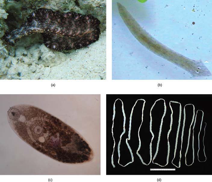 Four pictures of different flatworms.