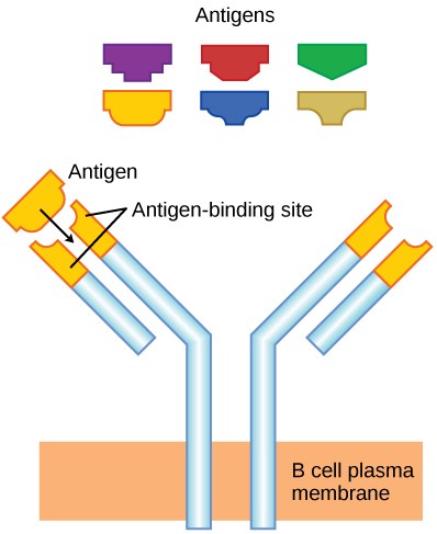 Diagram of antigens and the antigen bonding sites on the membrane of a B cell.