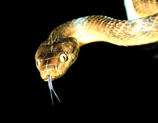 Picture of a brown tree snake