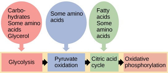 Catabolic pathways for carbohydrates, glycogen, and fats.