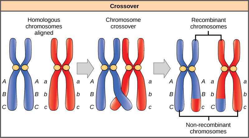 Sketch of the process of crossover, or recombination, during Meiosis I