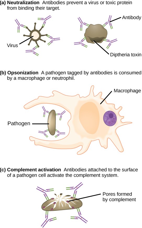 Diagrams of the three ways in which antibodies inhibit infections as described in the caption.