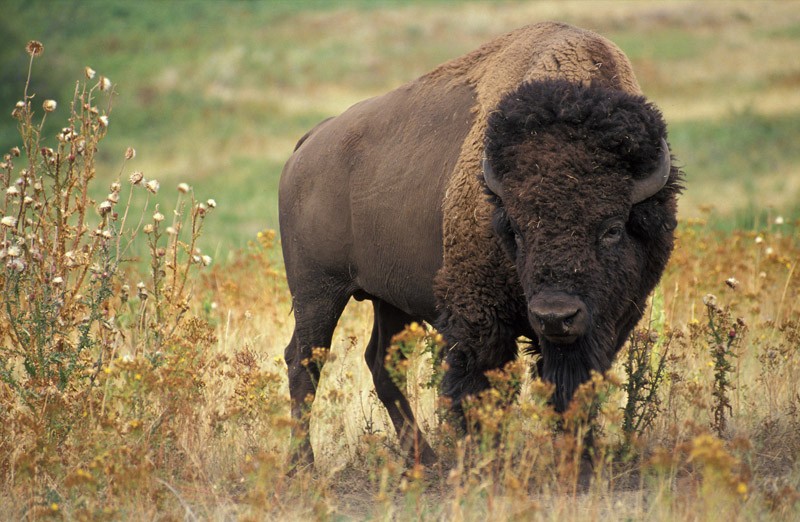 Picture of a bison.