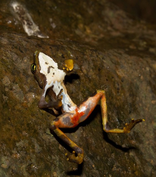 Picture of a dead Limosa harlequin frog