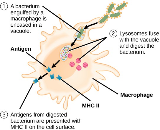 Diagram of the stages of bacterial digestion by a macrophage.