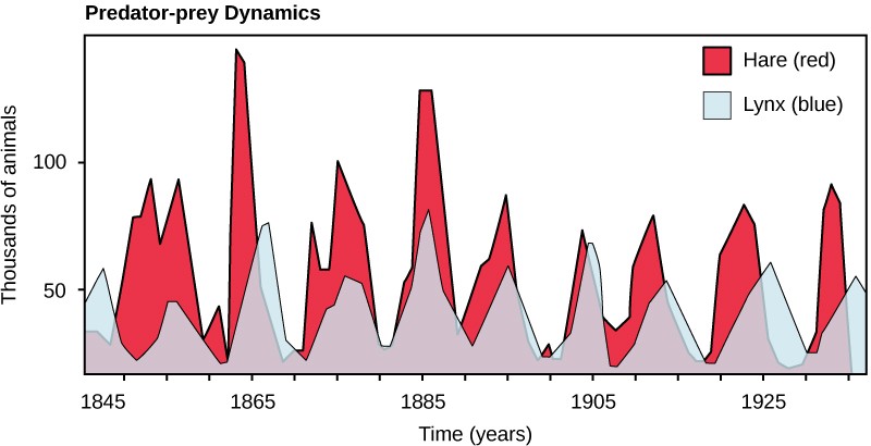 Graph of snowshoe hare and lynx populations with increases in hare populations followed by increases in lynx populations.