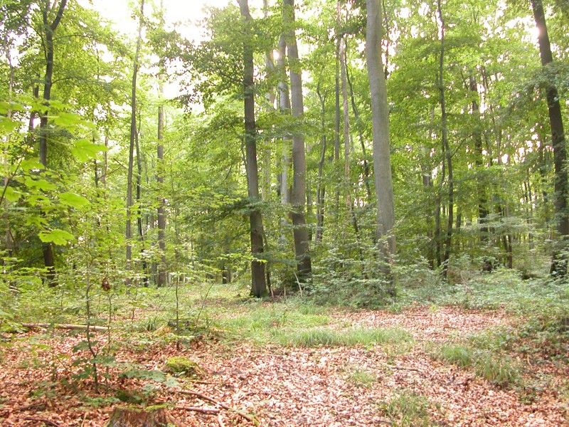 Picture of a temperate forest