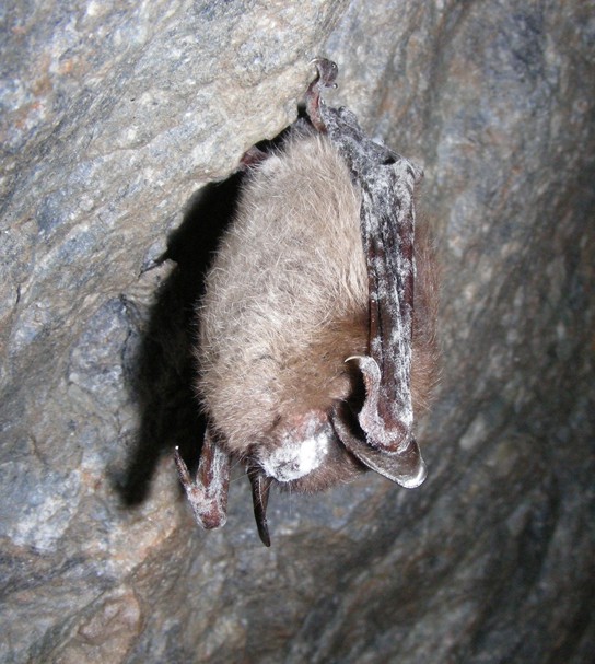 Picture of a little brown bat with white-nose syndrome