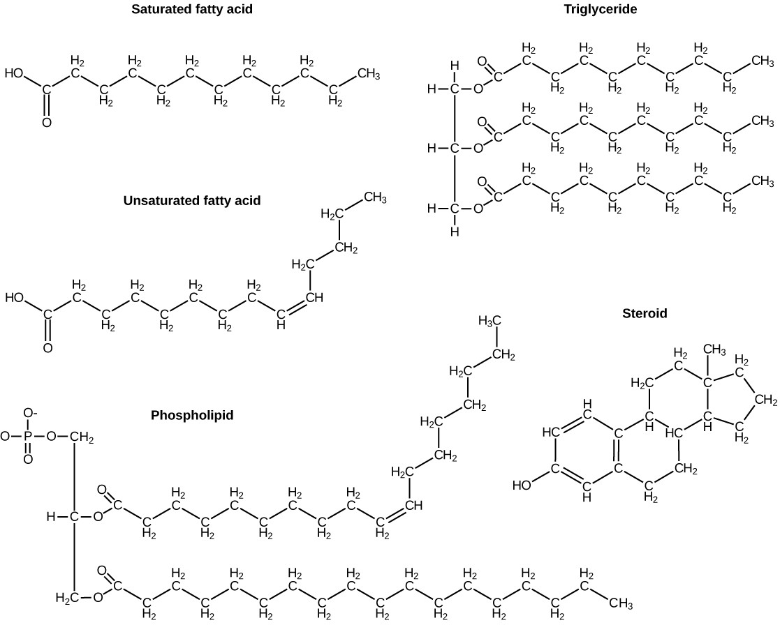 Chemical structures of starch, glycogen, cellulose, and chitin.