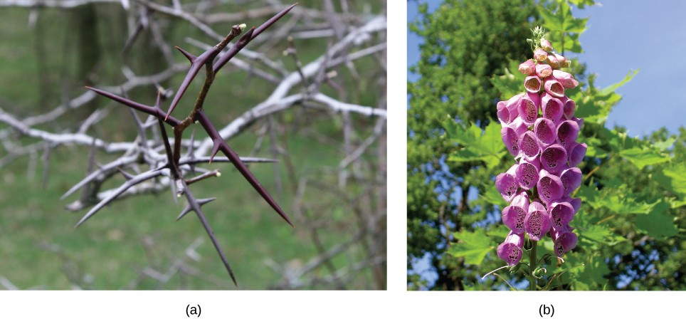 Pictures of the thorns of a honey locust tree and a foxglove flower.