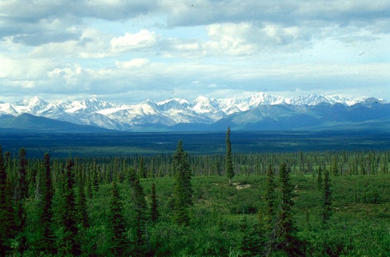 PIcture of a boreal forest