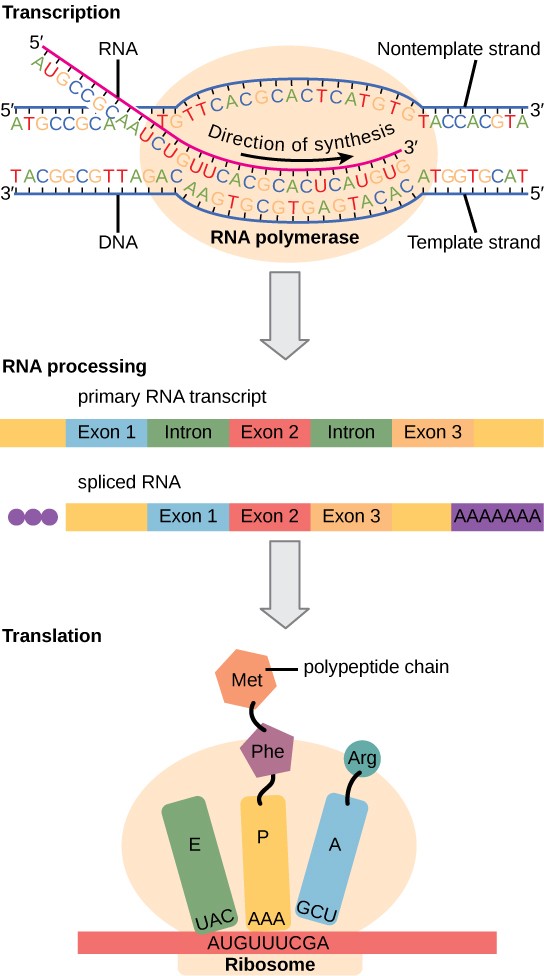 Sketch of gene expression from transcription to RNA processing to Translation.