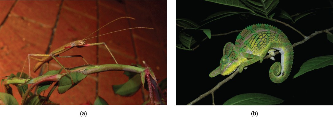 Pictures of a tropical walking stick insect and a chameleon blending into their environments.