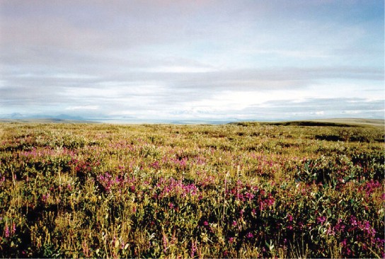 Picture of the tundra