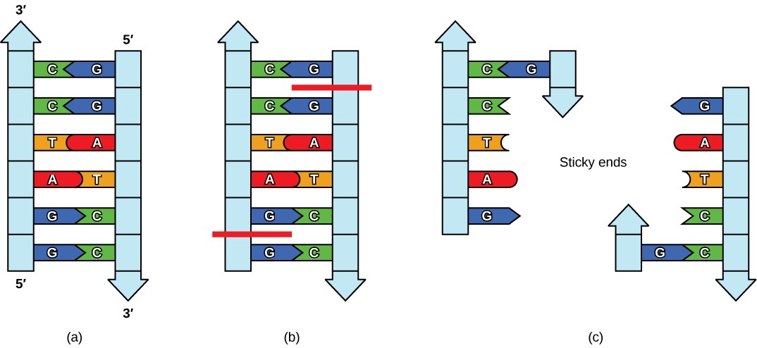 Sketch of how restriction enzymes work as described in the caption.