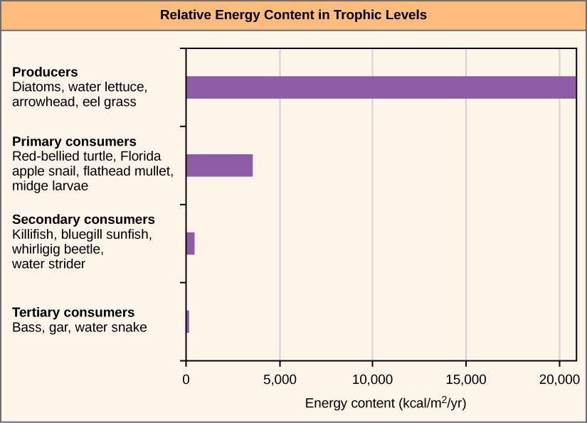 Bar graph showing relative energy in each of the trophic levels.