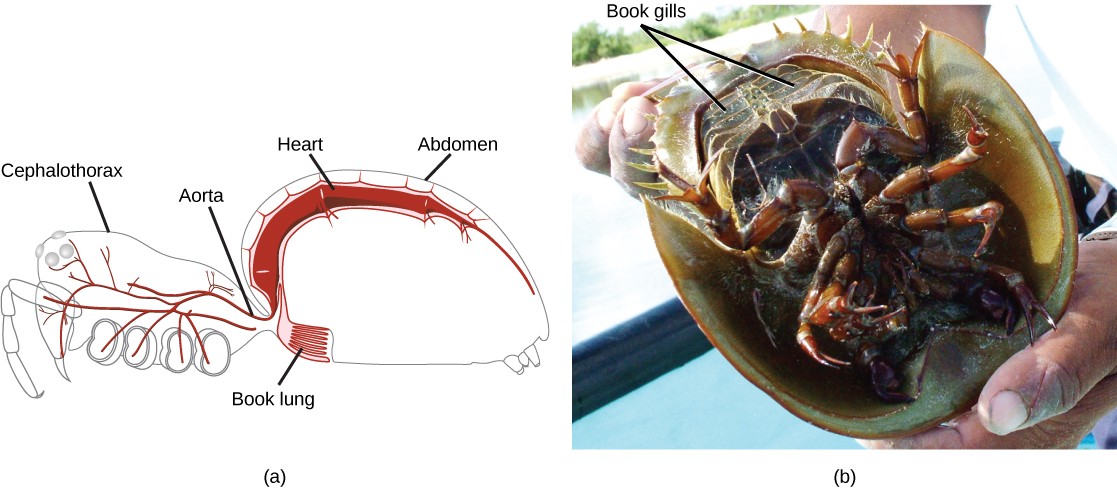 Diagram of spider circulatory system and picture of the bottom of a horseshoe crab with labels on the book gills