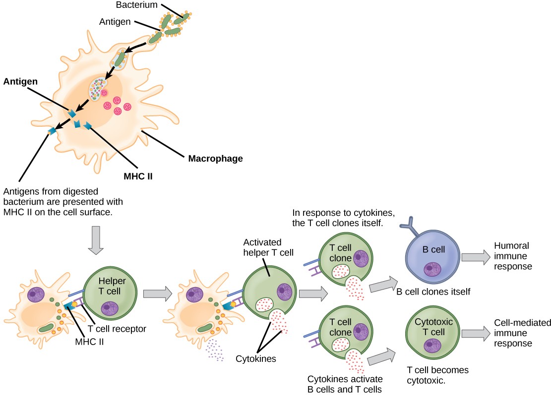 Diagram of the helper T cell activation by a macrophage.