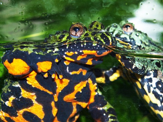 Picture of fire-bellied toads in the water.