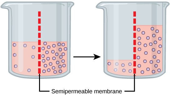 Two beakers are shown, each divided into left and right halves by a semipermeable membrane. The first beaker has the same amount of water on both sides, but more solute in the water on the right side of the membrane and less solute in the water on the left side. In the second beaker, the water has moved from the left side of the membrane to the right side, making the solute concentration the same on both sides, but the water level much lower on the left side.