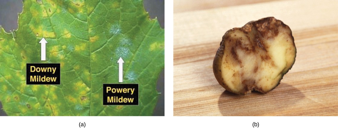 Image of downy mildew and powdery mildew on a leaf and image of a potato infected with blight.