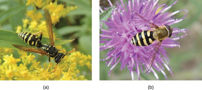 Pictures of a wasp and hoverfly showing similar color patterns.