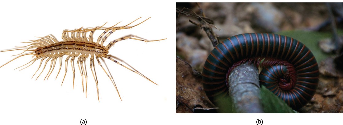 Pictures of a centipede and a millipede.