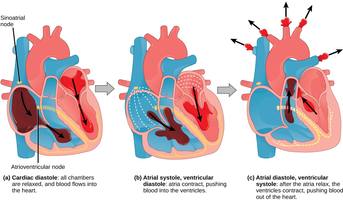 Diagram of the cardiac cycle.