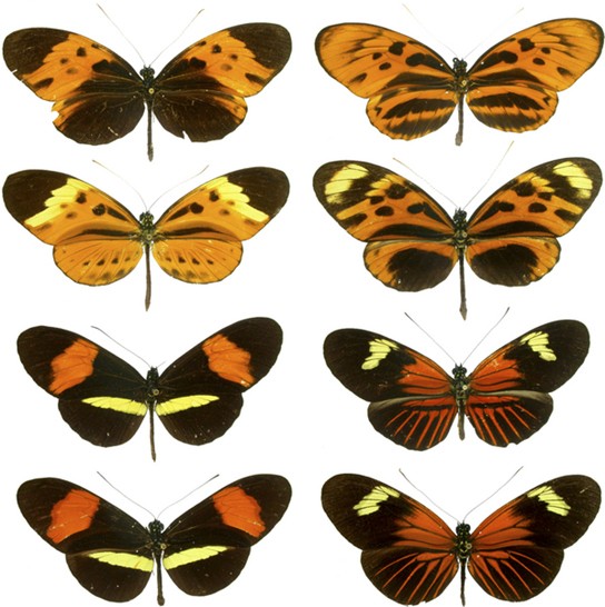 Picture of eight butterflies showing similar color patterns of orange, yellow, and black.