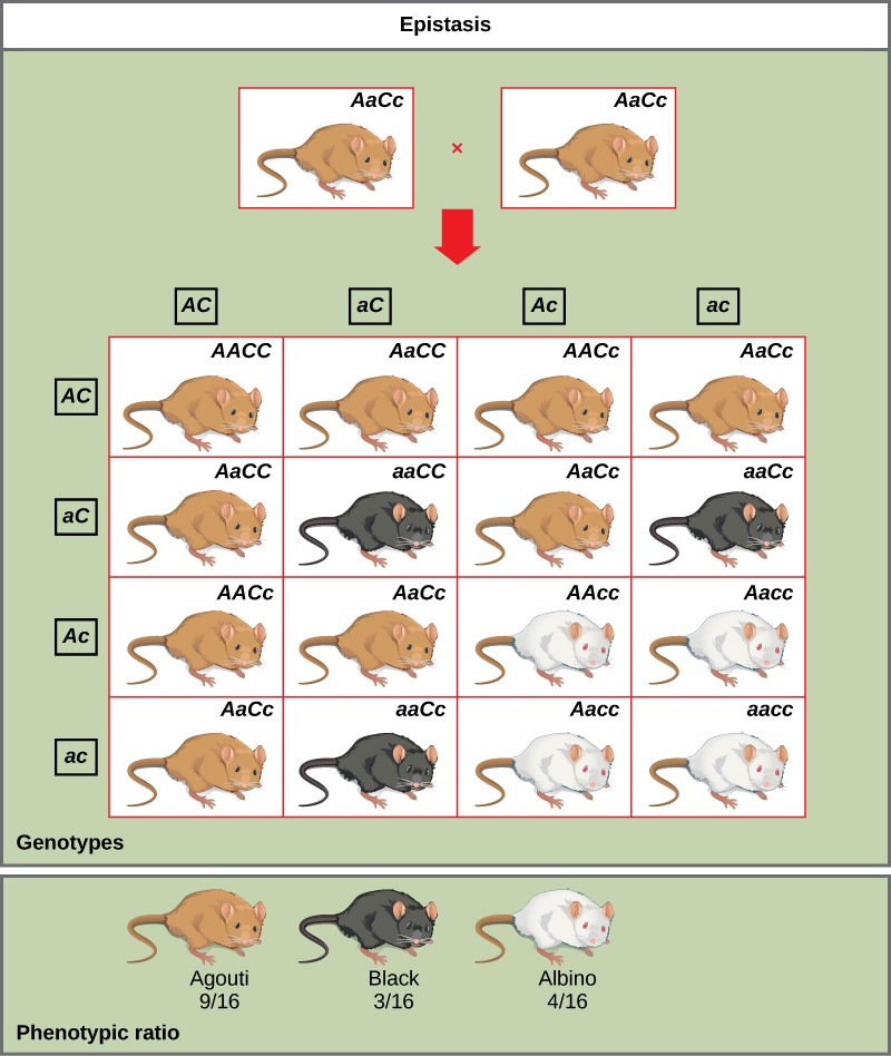 Epistasis diagram showing mouse color and the possible phenotypes and genotypes for a cross between two brown mice. The offspring are 9/16 brown, 3/16 black, and 4/16 albino.