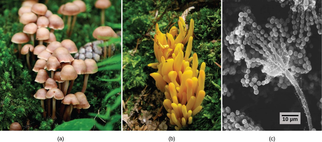 Three images showing the diversity of fungi.