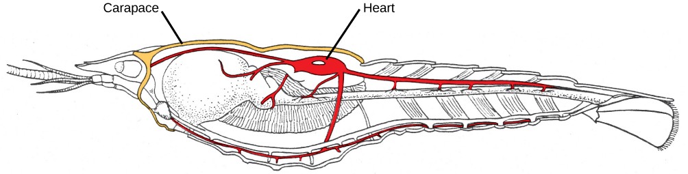 Diagram of a crayfish circulatory system