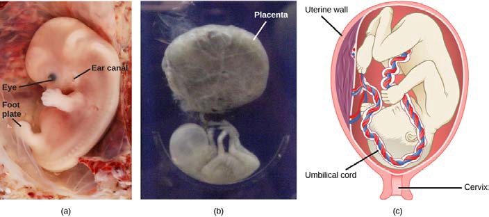 Pictures of a fetus at 9 and 12 weeks and a diagram of a fetus during the third trimester right before birth.