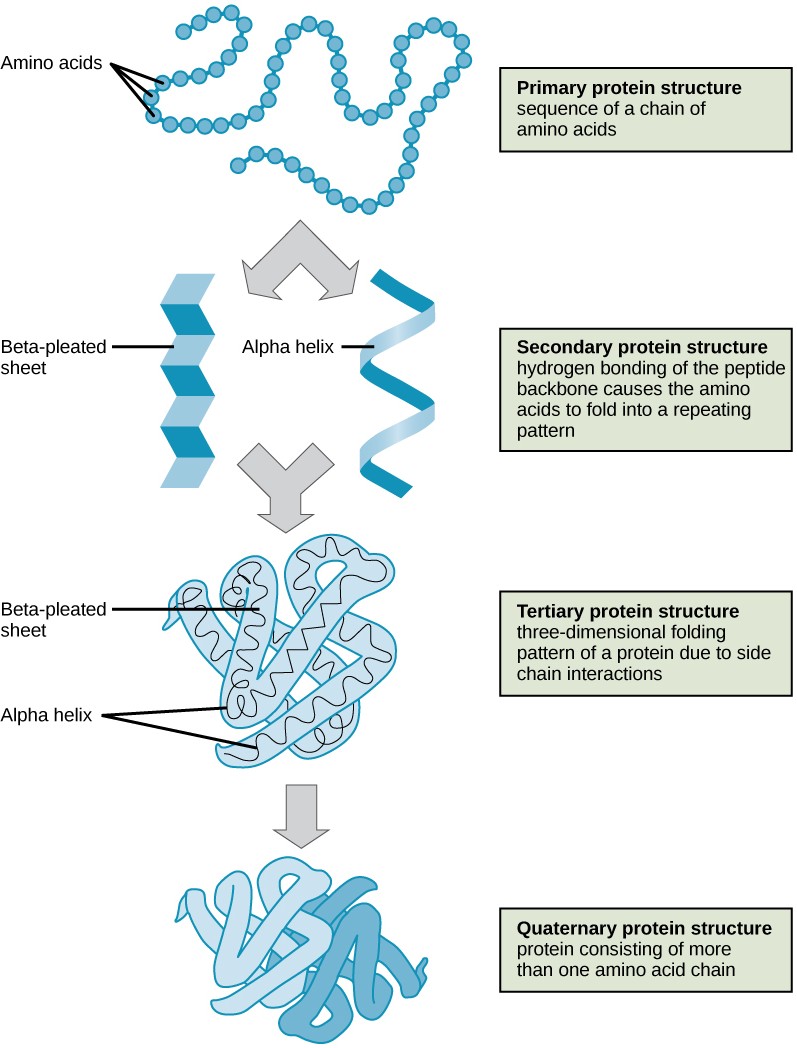 Illustration of four levels of protein structure