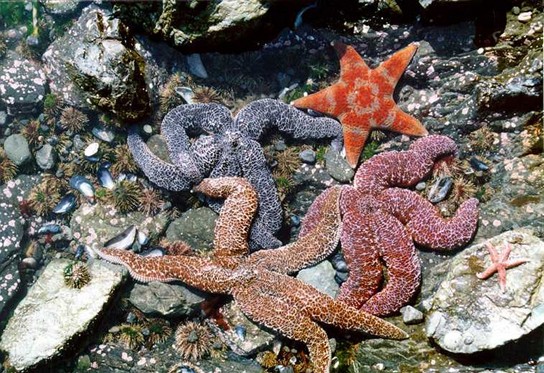 Picture of diverse organisms in a tide pool.