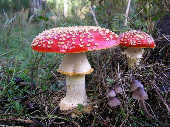 Picture of red mushroom Amanita muscaria