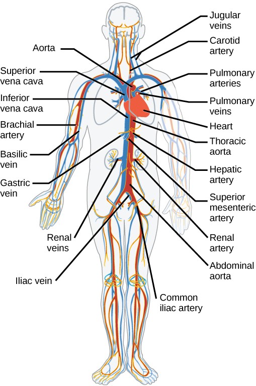 Diagram of the major arteries and veins in the human body.