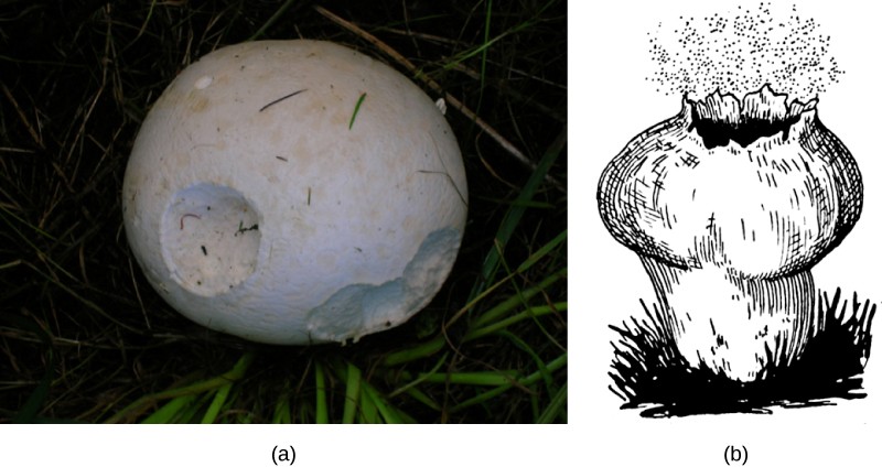 Picture of a giant puffball mushroom and a sketch of the opening of the puffball to release spores.