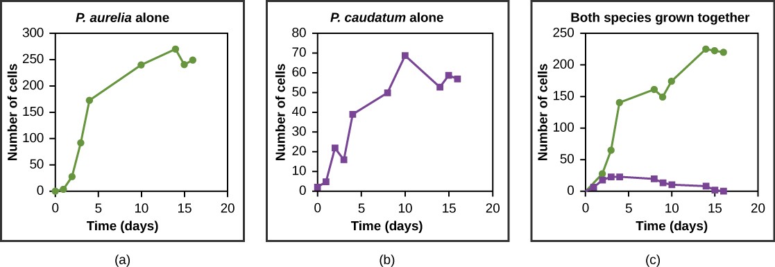 Three line graphs of the growth rates of two paramecium species showing similar growth on their own, but much higher growth of Paramecium aurelia over P. caudatum when grown together.