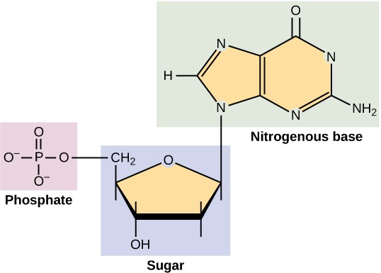 Structure of a nucleotide.