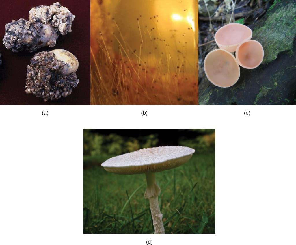 Four images of the different fungal groups described in the caption.