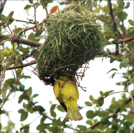 Picture of a masked-weaver bird making a nest in a tree.