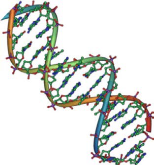 model of double-helix showing chemical structure of DNA