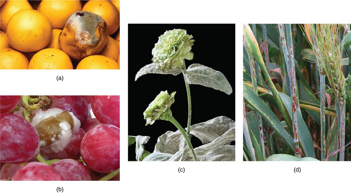 Four pictures of fungal pathogens described in the caption.