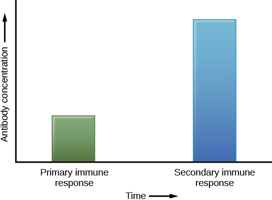 Bar graph showing the immune responses over time and the antibody concentration. The primary immune response is much lower than the secondary immune response.