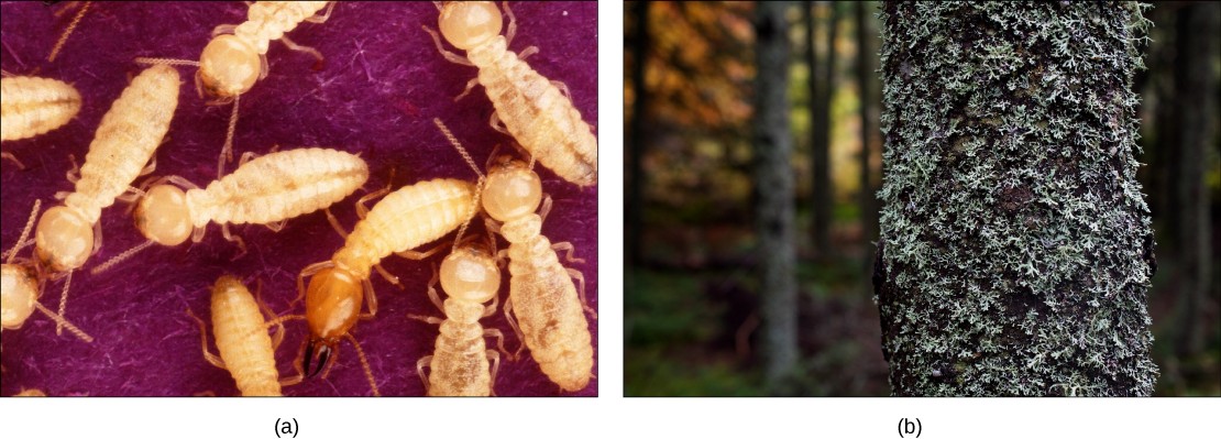 Pictures of termites and lichen on a tree.