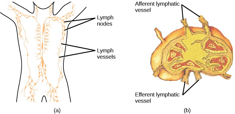 Diagrams of the location of lymph nodes throughout the body and the structure of a lymph node.